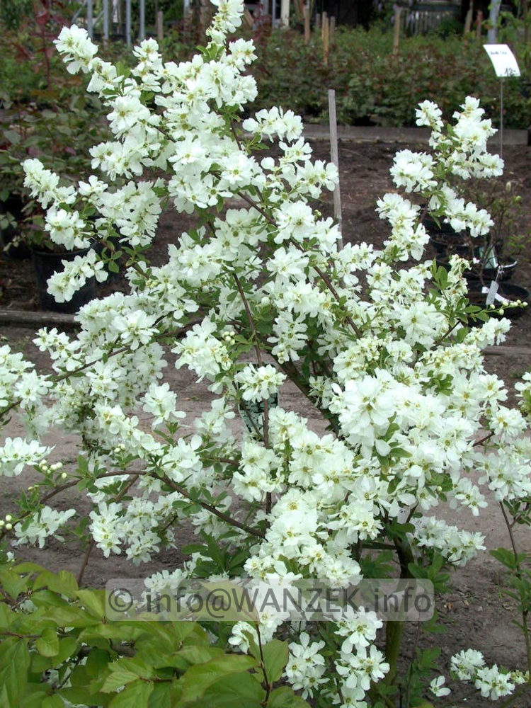 Exochorda macrantha The Bride - junge Pflanze bluehend.jpg